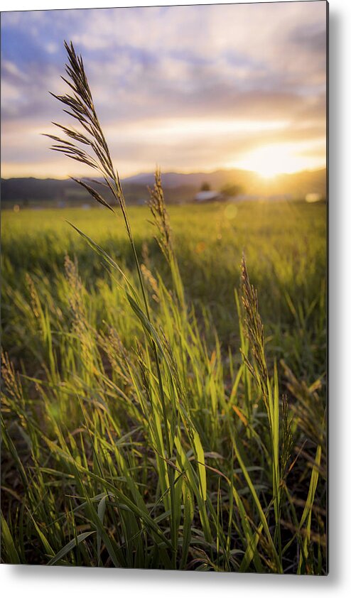 Meadow Light Metal Print featuring the photograph Meadow Light by Chad Dutson