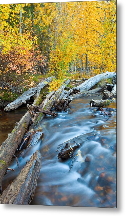 Nature Metal Print featuring the photograph Meditation by Jonathan Nguyen