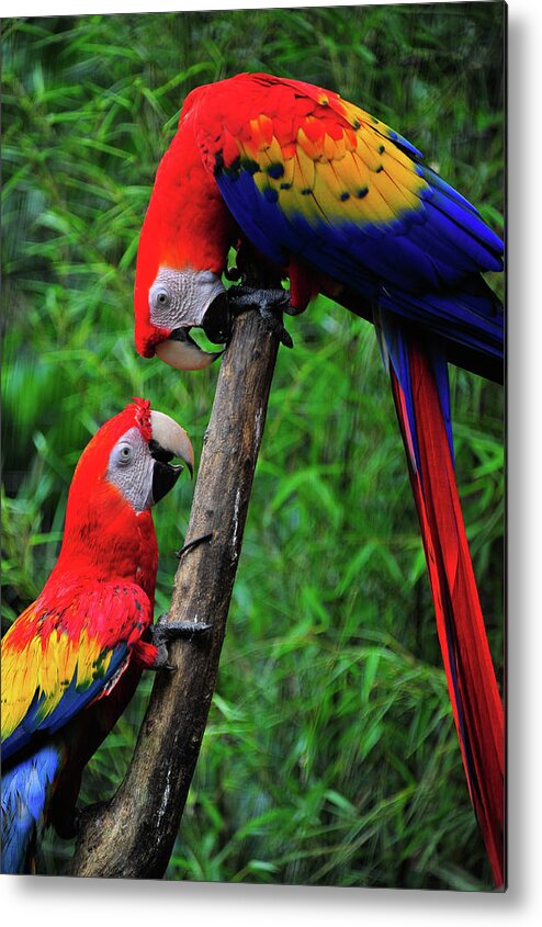  Bird Photographs Metal Print featuring the photograph Meeting of the Macaws by Harry Spitz