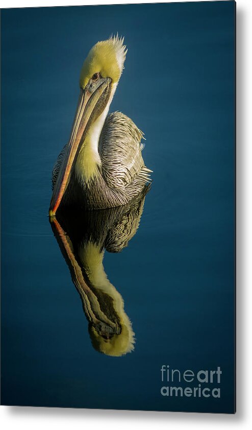 Pelican Metal Print featuring the photograph Mellow Yellow by Quinn Sedam