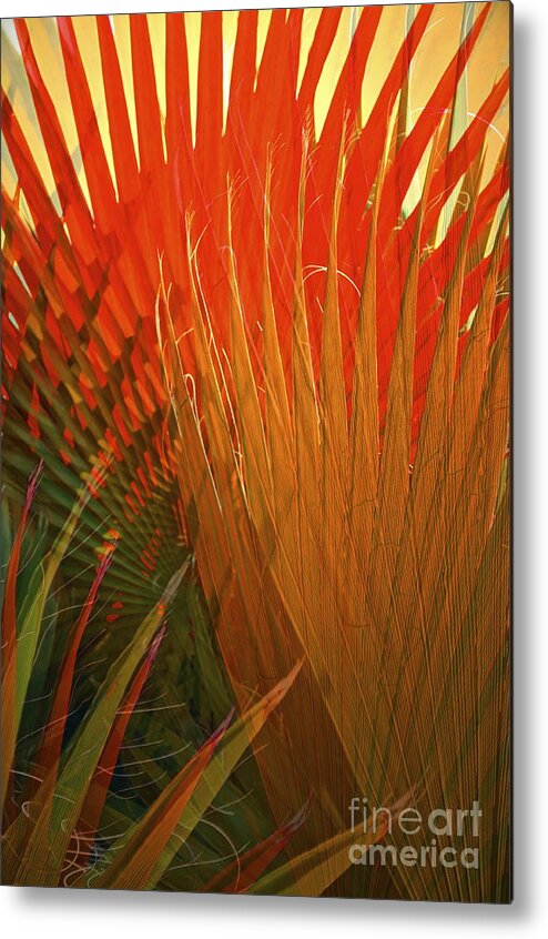 Mexican Palm Metal Print featuring the photograph Mexican Palm by Gwyn Newcombe