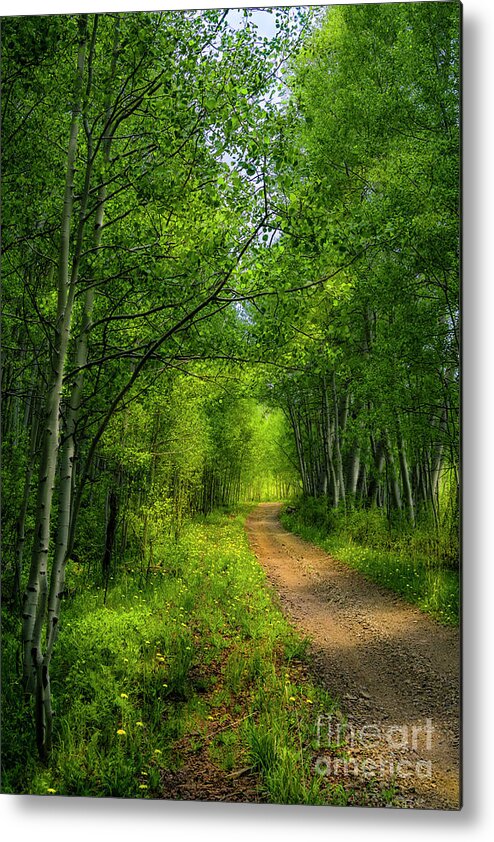 Aspen Trees Metal Print featuring the photograph Miles of Green by The Forests Edge Photography - Diane Sandoval