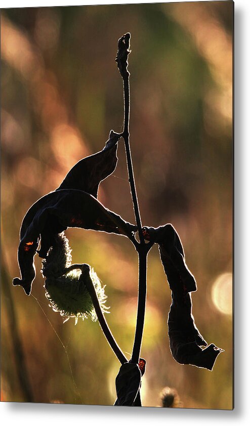 Milkweed Seed Metal Print featuring the photograph Milkweed Stony Brook New York by Bob Savage