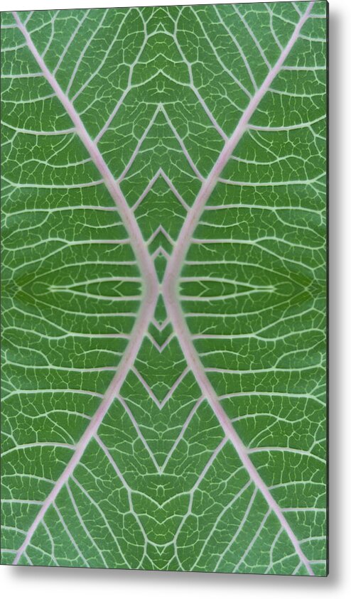 Photographic Art Metal Print featuring the photograph Milkweed Veins Quad by Paul Rebmann