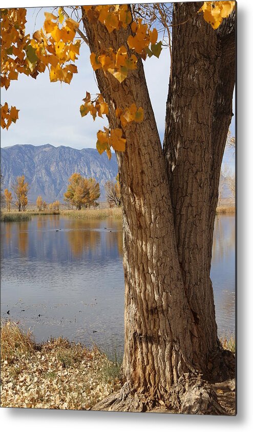 Millpond Metal Print featuring the photograph Millpond by Tammy Pool