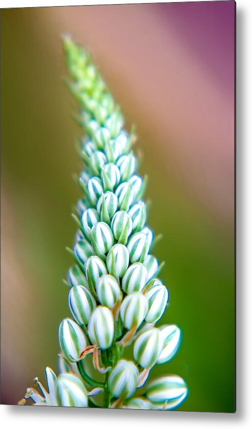 Spring Flowers Metal Print featuring the photograph Mini Melons by Az Jackson