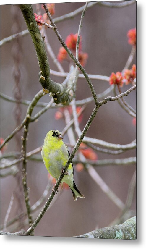 Finch Metal Print featuring the photograph Molting Gold Finch by Bill Wakeley