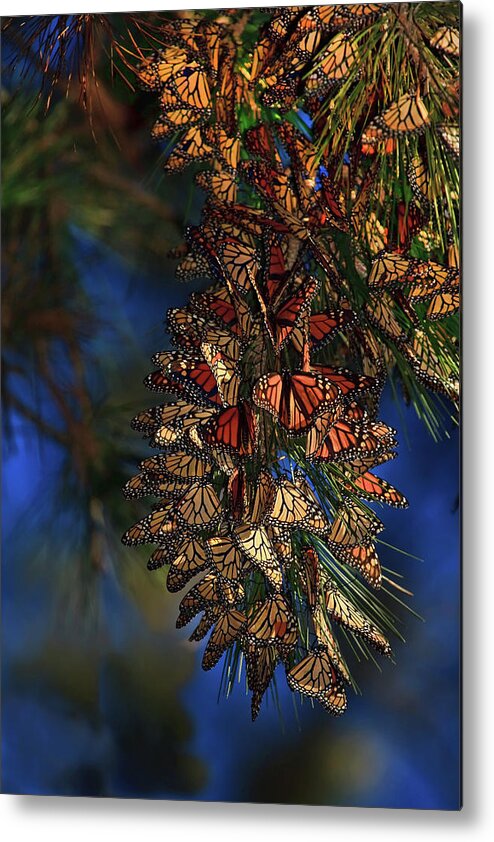 Monarch Cluster Metal Print featuring the photograph Monarch Cluster by Beth Sargent