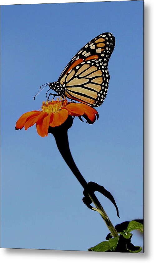 Monarch Metal Print featuring the photograph Monarch on Zinnia by Sarah Lilja