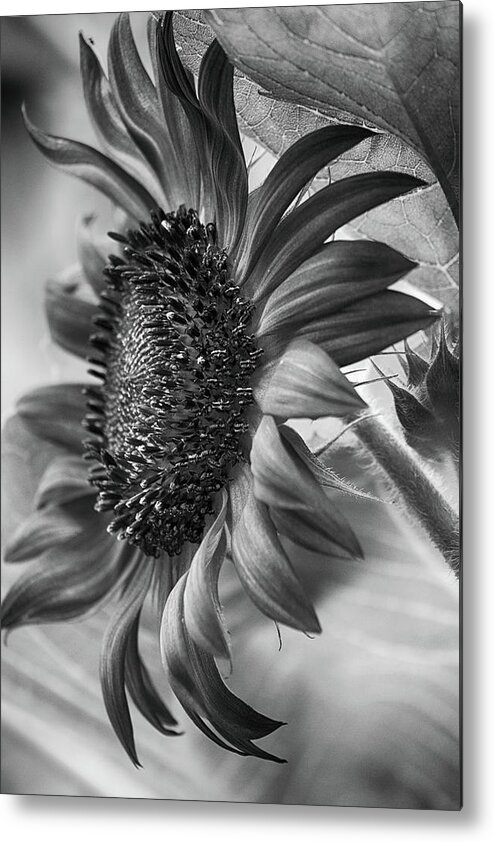 Helianthus Metal Print featuring the photograph Monochrome Sunflower by Cate Franklyn