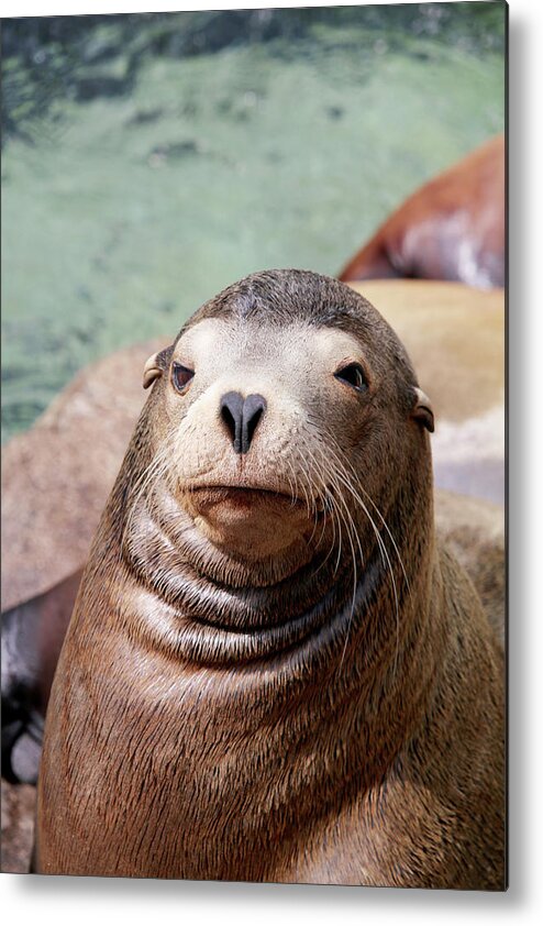 Sea Lions Metal Print featuring the photograph Monterey Sea Lion by Art Block Collections