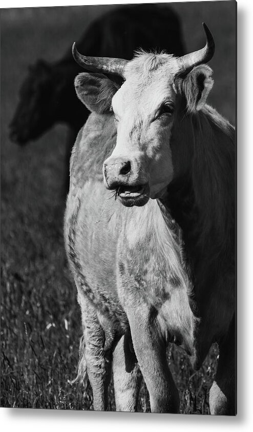 Cow Metal Print featuring the photograph Moo by Hillis Creative