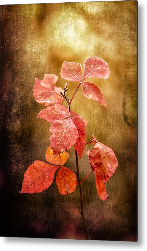 Nature Metal Print featuring the photograph Moody Autumn Red by Bill and Linda Tiepelman