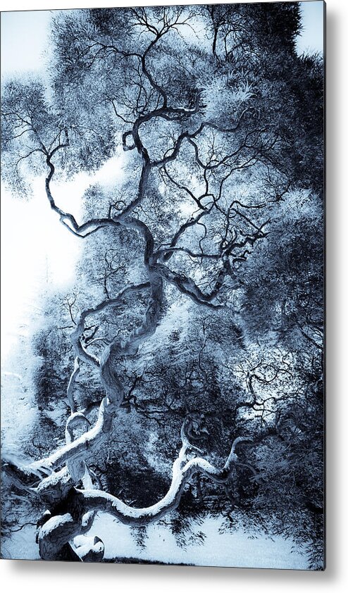 Tree Metal Print featuring the photograph Moody Blue by Colleen Kammerer