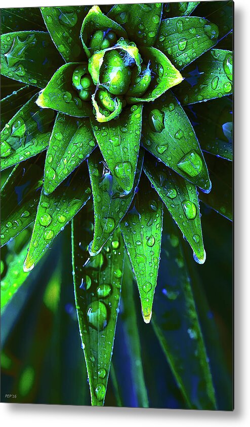 Plant Metal Print featuring the photograph Morning Dew On Plant by Phil Perkins