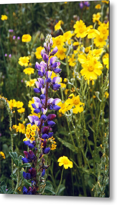 Flowers Metal Print featuring the photograph Morning Lupin by Gary Brandes