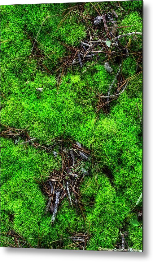 Moss Metal Print featuring the photograph Moss On The Hillside by Mike Eingle