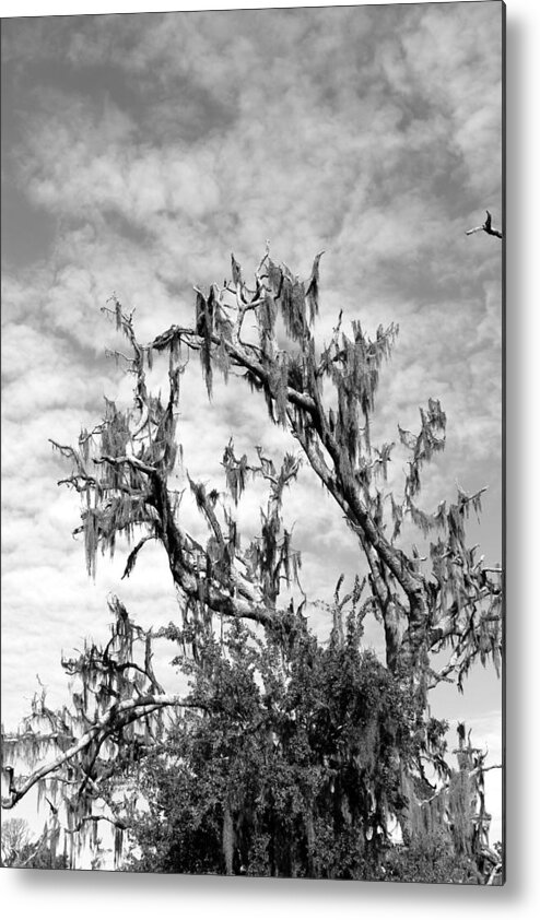 Moss Metal Print featuring the photograph Moss Tree II by Beth Vincent