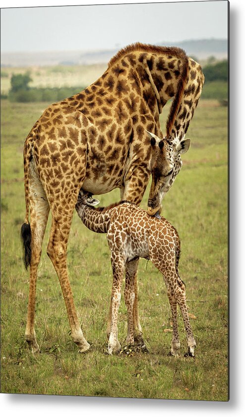 Giraffes Metal Print featuring the photograph Mother and child giraffes by Steven Upton