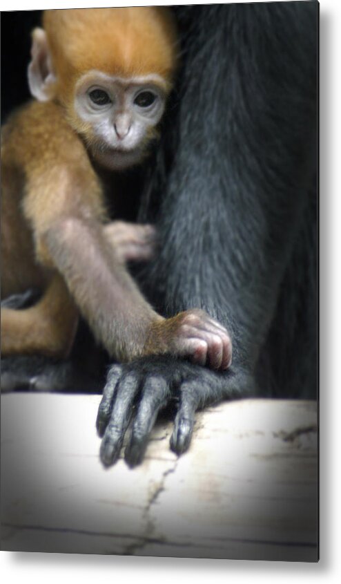 Baby Metal Print featuring the photograph Motherhood - Primate by DArcy Evans