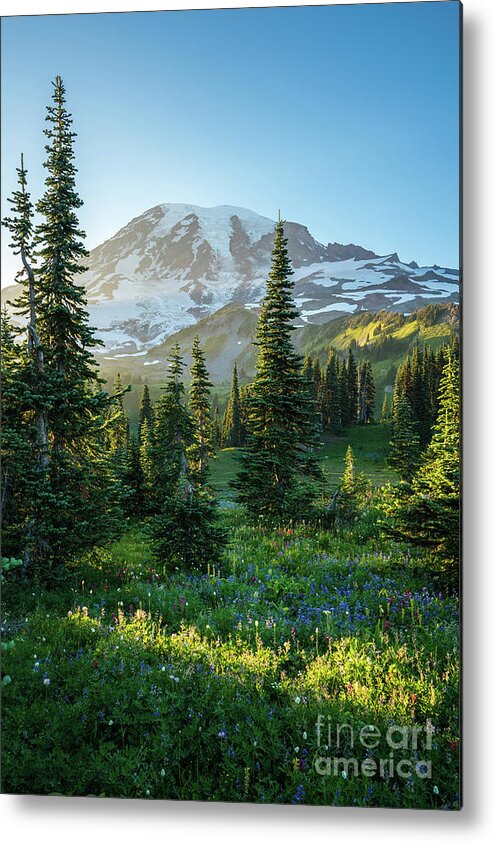Mount Rainier Metal Print featuring the photograph Mount Rainier Golden Meadows Light and Shadows by Mike Reid