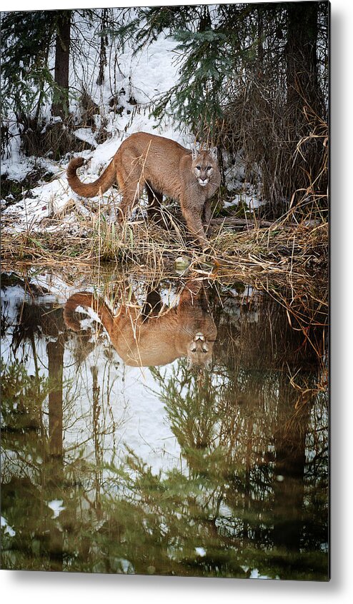 Mountain Lion Metal Print featuring the photograph Mountain Lion Reflection by Scott Read