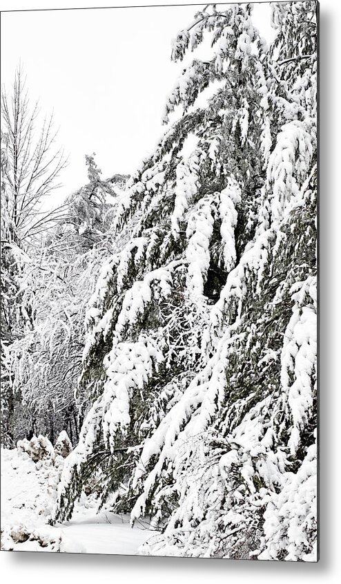 Snow Metal Print featuring the photograph Mourn the Winter by JGracey Stinson