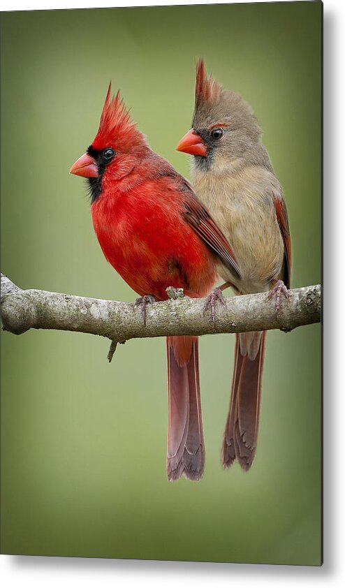 Northern Cardinal Pair Metal Print featuring the photograph Mr. and Mrs. Northern Cardinal by Bonnie Barry