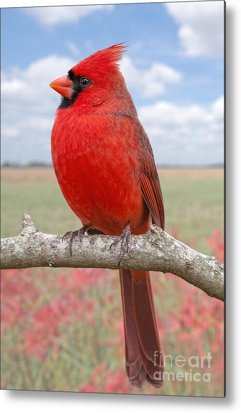 Northern Cardinal Male Metal Print featuring the photograph Mr. Cheerful by Bonnie Barry