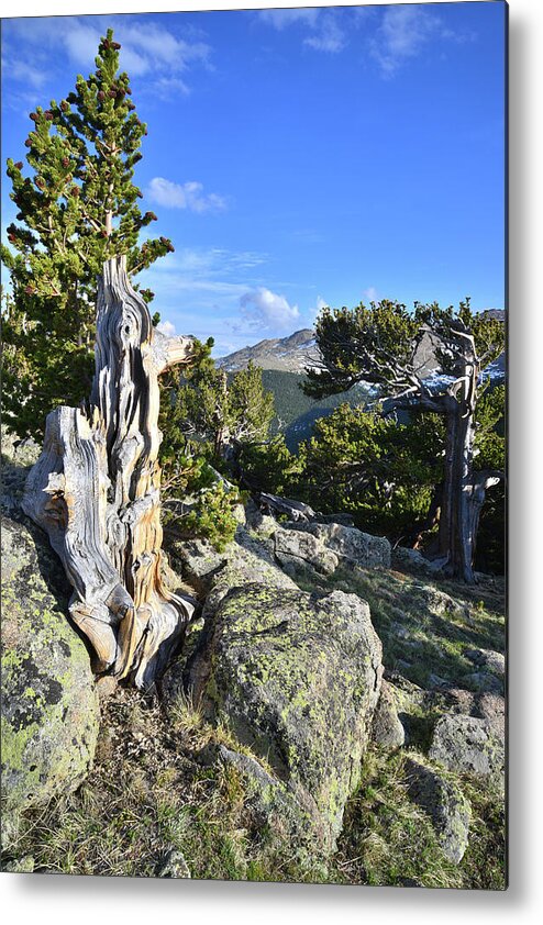 Mount Goliath Natural Area Metal Print featuring the photograph Mt. Evans Bristlecones by Ray Mathis