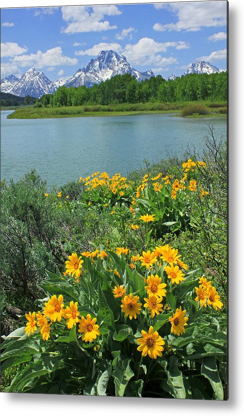 Mt. Moran Metal Print featuring the photograph DM9225-Mt. Moran and Arrowleaf Balsamroot by Ed Cooper Photography