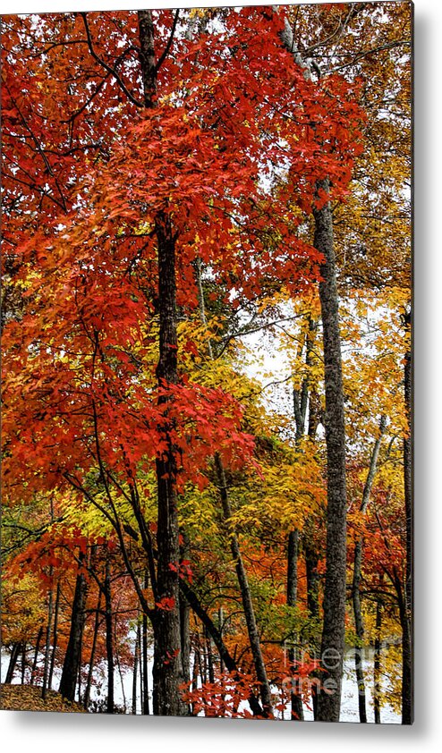 Fall Metal Print featuring the photograph Multi-colored Leaves by Barbara Bowen