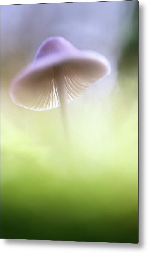 Mushroom Metal Print featuring the photograph Mushroom UFO by Dirk Ercken