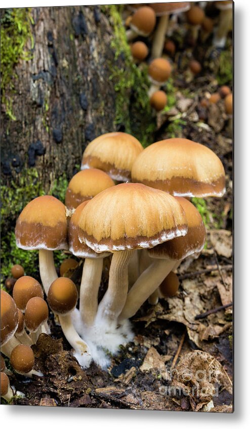 Mushroom Metal Print featuring the photograph Mushrooms - D009959 by Daniel Dempster