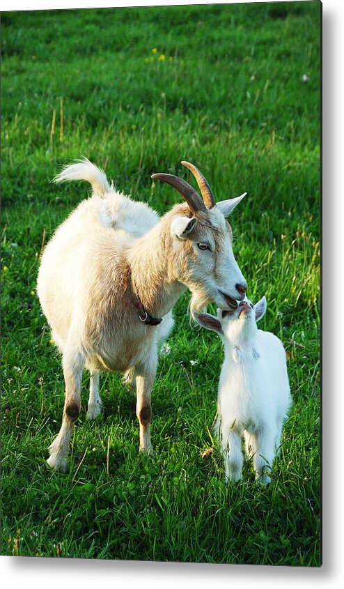 Pygmy Goat Metal Print featuring the photograph Nanny and Kid by Thomas R Fletcher