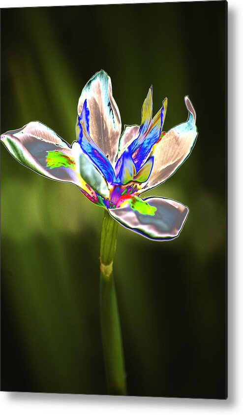 Narcisus Metal Print featuring the photograph Narcisus Jewel by Richard Henne