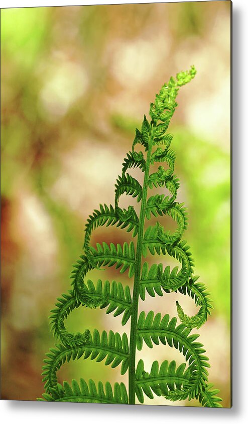Ostrich Fern Metal Print featuring the photograph Natural Curls by Debbie Oppermann