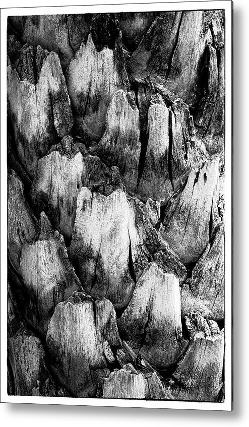 Black And White Metal Print featuring the photograph Natures Abstract #1 by John Roach