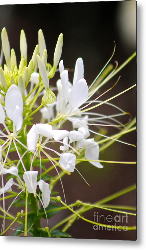 White Metal Print featuring the photograph Nature's Beauty 16 by Deena Withycombe