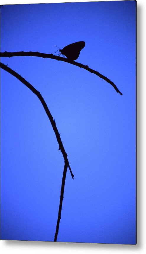 Nature Metal Print featuring the photograph Natures Elegance by Randy Oberg