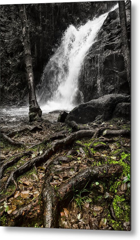 Nest Of Serpents Metal Print featuring the photograph Nest of Serpents by Edgar Laureano