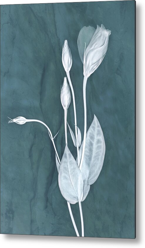 Lisianthus Flowers Metal Print featuring the photograph New Openings in Teal by Leda Robertson