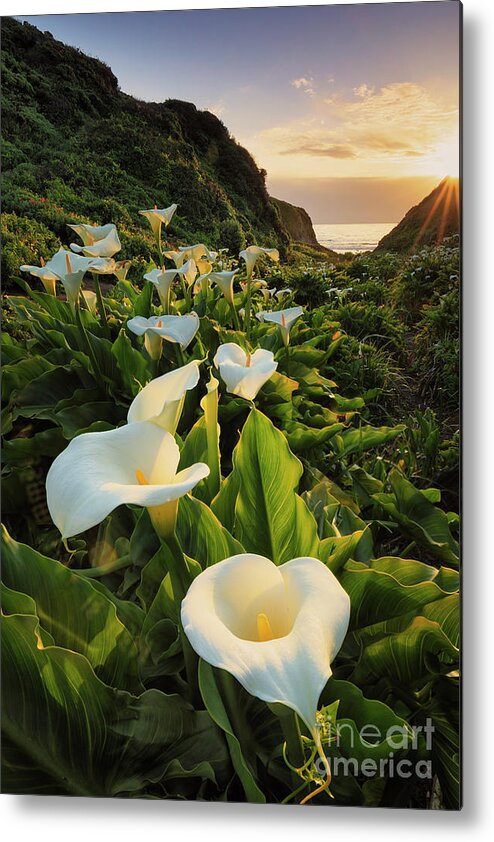 Calla Lilies Metal Print featuring the photograph Valley of The Lilies by Erick Castellon