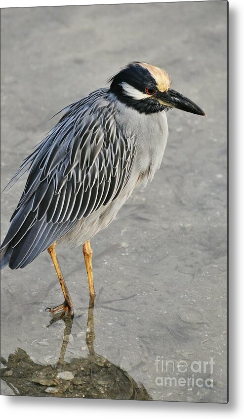 Night Heron Metal Print featuring the photograph Night Heron with breeding colors by Rose Hill
