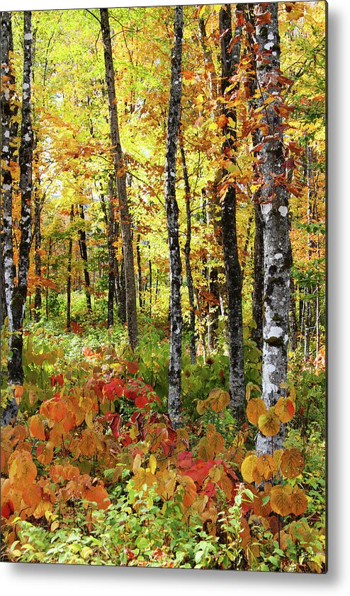 Photography Metal Print featuring the photograph North Woods Trees #6 by Brett Pelletier