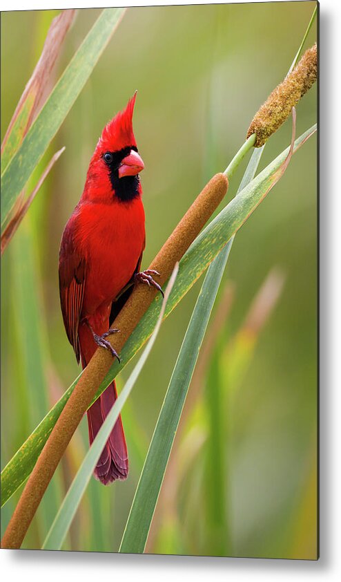 Cardinalis Cardinalis Metal Print featuring the photograph Northern Cardinal on Cattail by Dawn Currie