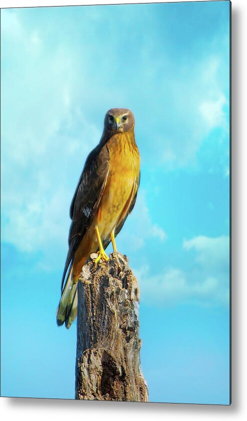 Northern Harrier Metal Print featuring the photograph Northern Harrier Hawk by Mark Andrew Thomas
