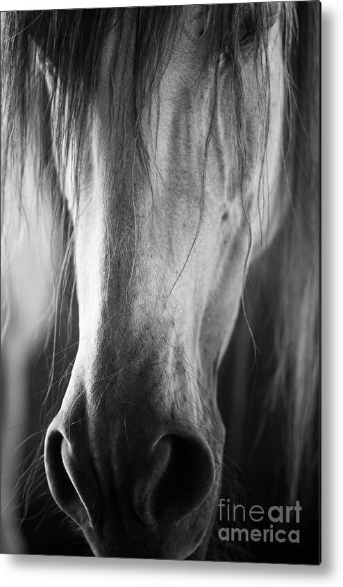 Andalusian Mare Metal Print featuring the photograph Novelera by Carien Schippers