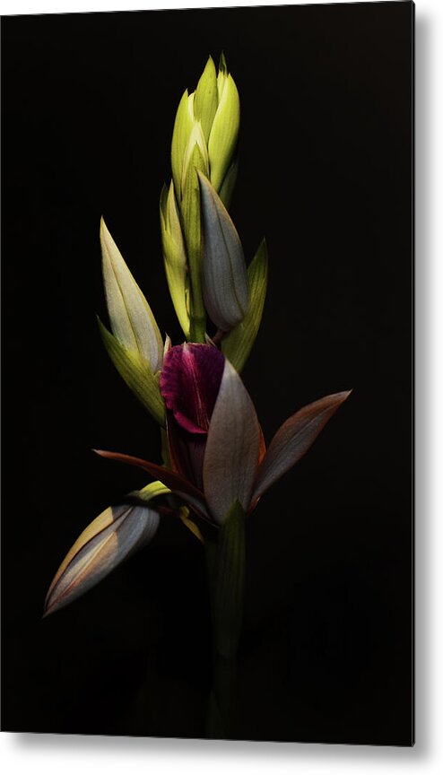 Photograph Metal Print featuring the photograph Nun's Hood Orchid - Phaius tancarvilleae by Larah McElroy