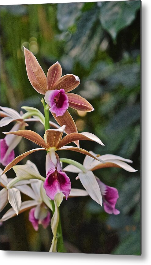 Nuns Orchid Metal Print featuring the photograph Nuns Orchid 1 by Janis Senungetuk